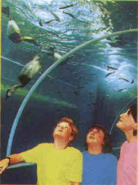 aquarium tunnel